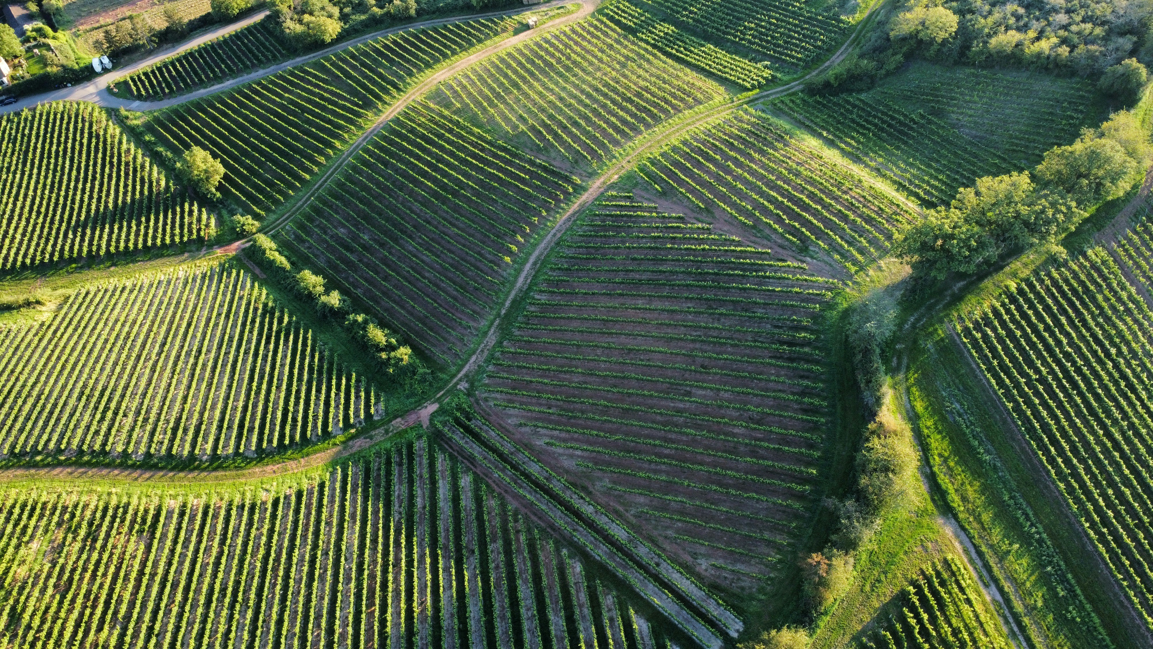 Vinhedos da Vinícola Vale Serrano ao entardecer